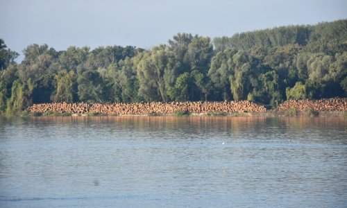 Nevjerojatno: Kod Kopačkog rita stoje stotine kubika trupaca. Što ako ih vodeni val odnese?
