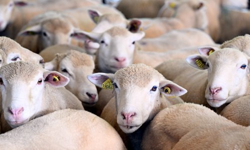 Bolest plavog jezika pojavila se i u Italiji - kod deve, šest ovaca i tisuće goveda