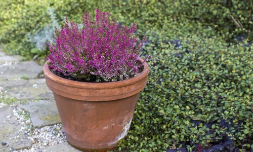 Ova prekrasna biljka uljepšava vrtove i do dugo u jesen; evo kako je njegovati