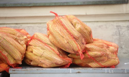 Trojac ukrao nekoliko tona kukuruza s polja