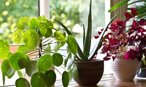 Potiče li glazba biljke i gljivice na brži rast?