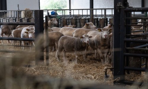 Francuska svojim ovčarima daje 75 milijuna eura pomoći zbog bolesti plavog jezika
