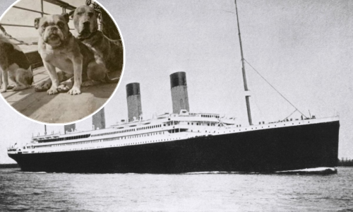 Žrtve najveće pomorske tragedije nisu bili samo ljudi, već i brojni ljubimci. Ovo je priča o njima