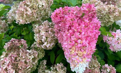 Treba li orezati hortenzije u jesen? Pogreške bi ih mogle uništiti - evo što učiniti