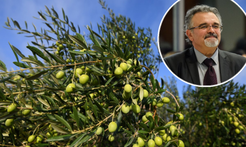 Stručnjaci savjetuju 'pričekajte', a berba u punom jeku: Ulje se ne isplati prodavati ispod ove cijene