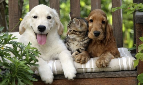 Sretan, tužan ili usamljen? Evo što vaš kućni ljubimac zapravo osjeća