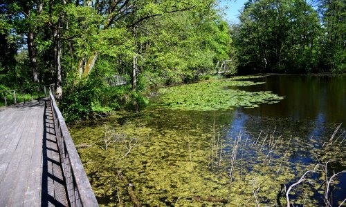 Ovaj zeleni raj biser je Hrvatske; Stopite se s prirodom u čarobnim krošnjama Medjame