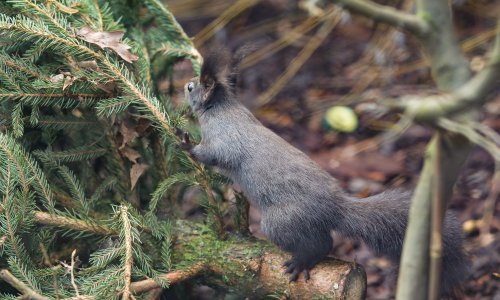 Vjeverice potpuno nestale iz đakovačkog perivoja, sada uselili Dora, Tena i Đuka