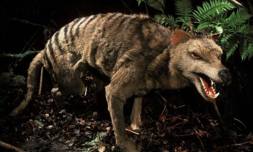 Znanstvenici na pragu povratka tasmanijskog tigra: Evo što slijedi
