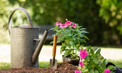 Ako želite prekrasan vrt u proljeće, krenite s poslom sada: Ovo su sve tajne uspješne sadnje lukovica