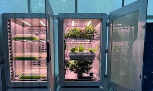Uzgajanje biljaka bez sunca: 'Elektro-agrikultura' mijenja pravila igre