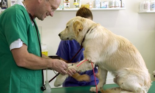 Rastu cijene veterinarskih usluga