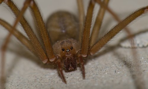 Smrtonosni pauci pojavili su se u Europi: Koliko zapravo trebamo biti zabrinuti?