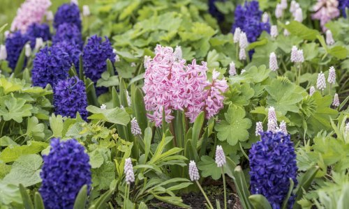 Još uvijek možete posaditi zumbule; evo zašto su tako popularni