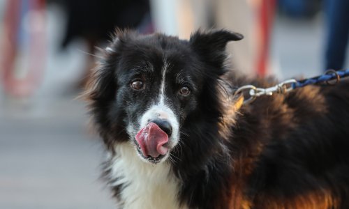 Izazivaju li klimatske promjene alergije kod kućnih ljubimaca? Evo što kažu veterinari