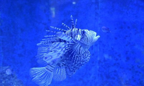 Priroda objavila rat: Lesepsijske vrste već su u Jadranu, a azijski stršljen u šumama