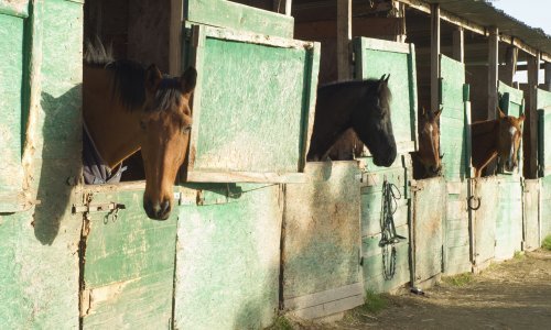Sud zlostavljaču konja odgodio zatvor jer se 'mora brinuti za konje'
