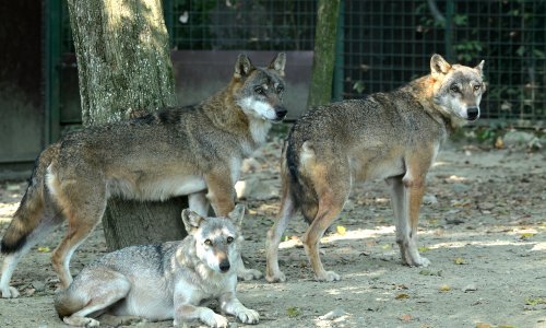 Vukovi se vraćaju u Njemačku, šire se; istraživači izračunali stopu preživljavanja