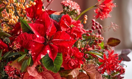 Kako izbjeći najčešće greške pri uzgoju omiljenog zimskog cvijeta