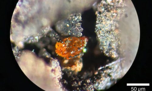 Prvi jantar iz Antarktike otkriva da je kontinent nekoć bio prašuma