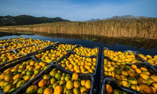 Bolest dotukla proizvođače mandarina: Ovako dramatičnu situaciju nisu imali