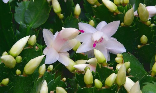 Dosadile su vam božićne zvijezde? Ova biljka cvjeta čitave blagdane i lakša je za uzgoj