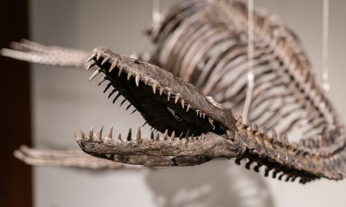 Fosili iz Njemačke otkrivaju povijest drevnih letećih gmazova