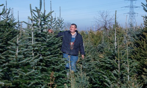 Umirovljeni policajac okrenuo se uzgoju božićnih drvaca: Borovi su isplativi, ali tek nakon pet godina