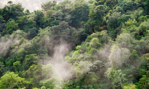 Kako usporavanje krčenja Amazone utječe na zdravlje Brazilaca? Istraživači imaju pokazatelje