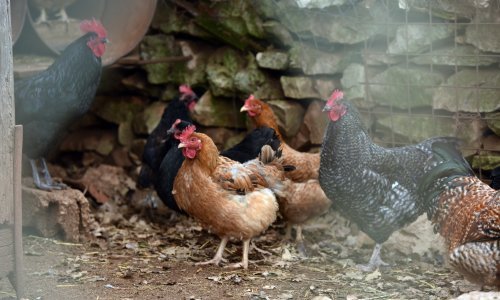 Hrvatski peradari traže pomoć EU-a zbog najavljenih ukrajinskih megainvesticija