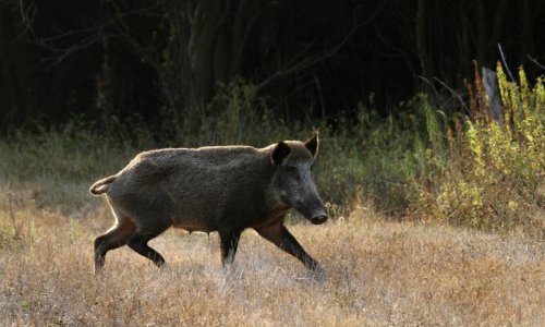 Dvjesto lovaca hvatalo divlje svinje