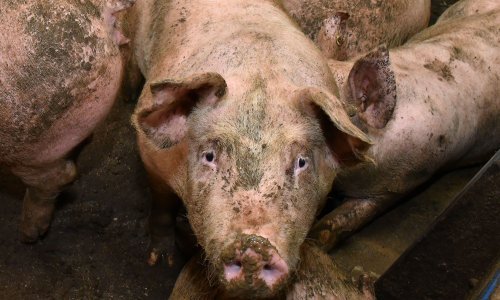 Afrička svinjska kuga tik do hrvatske granice: Ministarstvo pozvalo na pridržavanje mjera