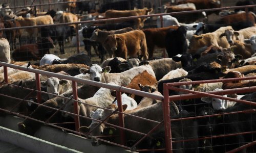 Kina zabranila uvoz stoke iz Hrvatske zbog bolesti plavog jezika: Kruži nova varijanta virusa