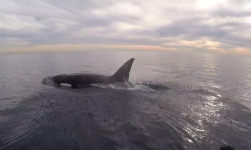 Kit ubojica iznenadio kalifornijskog surfera