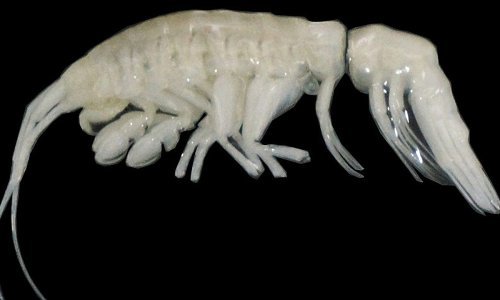 Dulcibella Camanchaca: Novi grabežljivac iz hadalnih zona