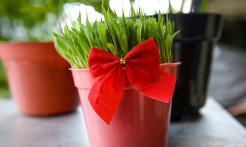 Izbjegnite tri ključne greške: Evo kako uzgojiti najljepšu pšenicu do Božića