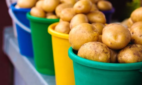 Koliko su proklijali ili zeleni krumpiri štetni? Evo što o tome kažu stručnjaci