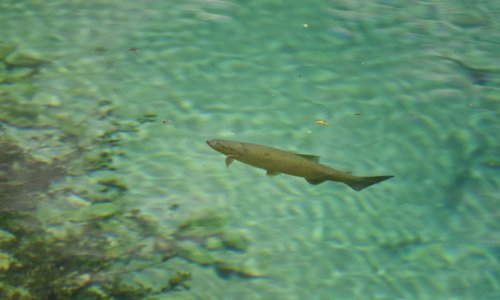 Uzrok onečišćenja izvora vode u Dubrovniku je obrada maslina