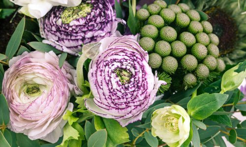 Zaboravite na hortenzije i ruže: Ovaj prekrasan cvijet je hit 2025. godine