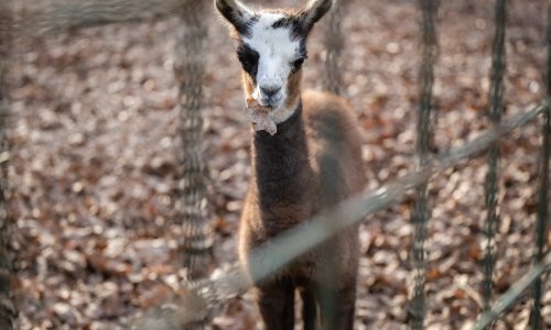 Zagrebački zoo vrt ima prinovu: Na svijet stigla beba ljama