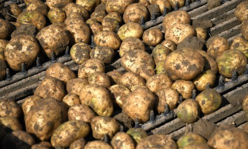 Potreba za hranom: Znanstvenici razvijaju krumpir koji može izdržati toplinske valove