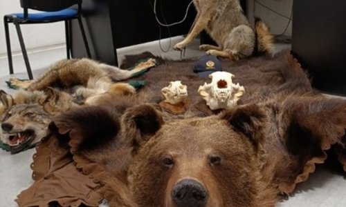 Carinici zaustavili autobus iz BiH, šokiralo ih ono što su pronašli