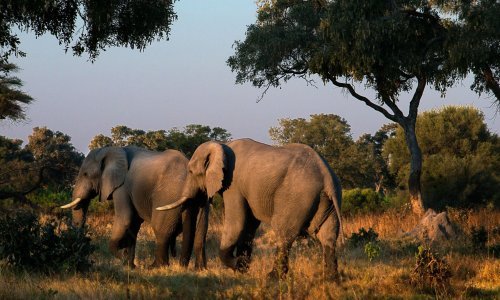 Jednostavno rješenje: Evo kako zujanje pčela pomaže ljudima