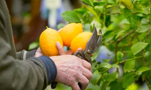Prvi u Europi; trguju ugljikom ‘zarobljenim’ u biljkama i tlu