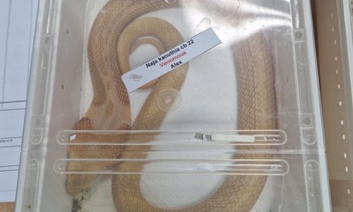 Slovenac iz SAD-a naručio dvije kobre. Carina u Zagrebu ga je spriječila u naumu