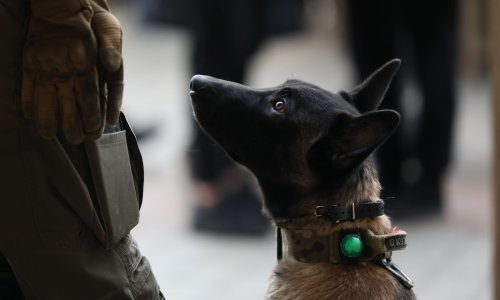 Policijski pas u autu nanjušio više od 2,1 kilograma kokaina