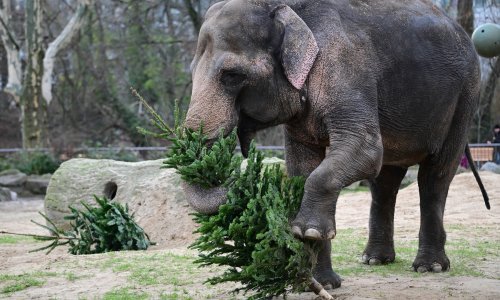 Berlinski zoološki vrt ima sjajno rješenje za neprodana božićna drvca