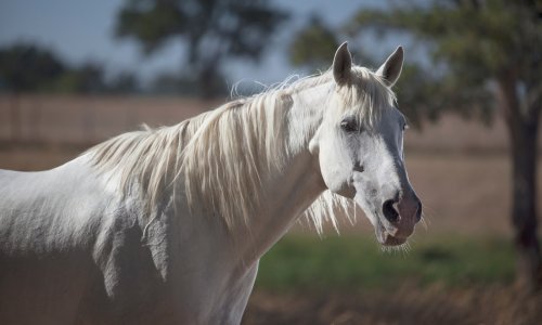 Vozači oprez, konj na autocesti A1