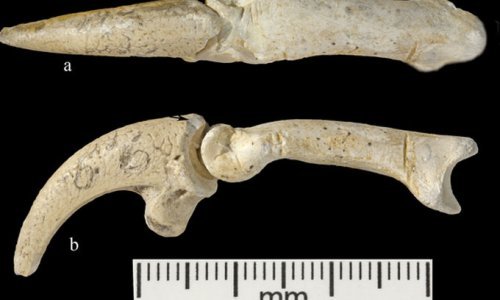 Ogrlica hrvatskih neandertalaca zapanjila znanstvenike!