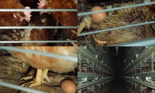 Sloveniju potresle šokantne snimke: Svježe snesena jaja na leševima kokoši, okolo šeću miševi...